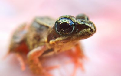 Los animales en la diversidad corporal