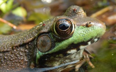 Los animales en la diversidad corporal