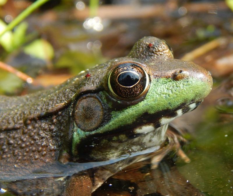 Los animales en la diversidad corporal